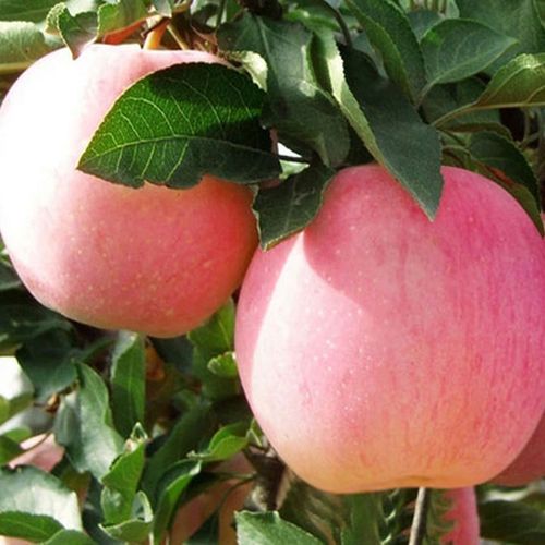 供应陕西苹果水果新鲜,陕西红富士苹果80#苹果特产批发